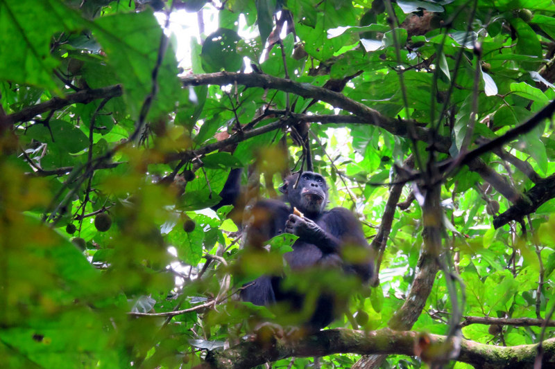 Chimpanzees Spotting