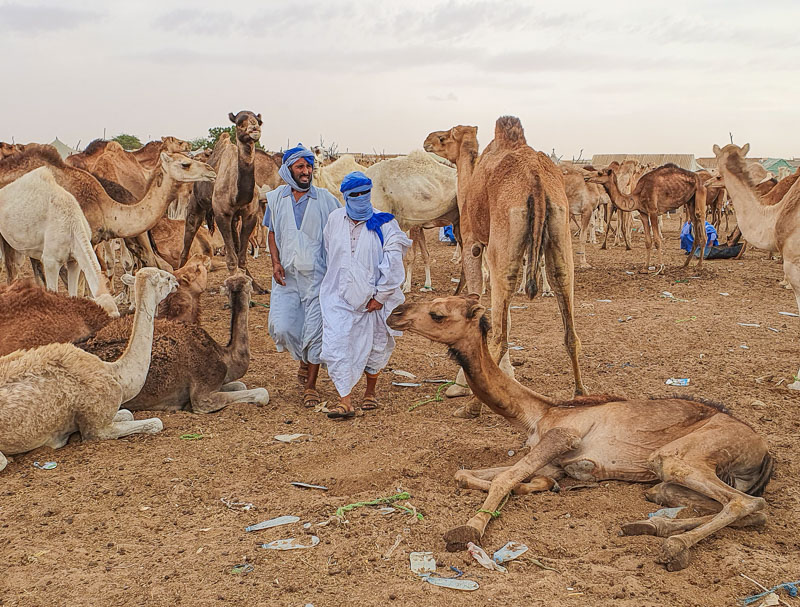 Camel Market