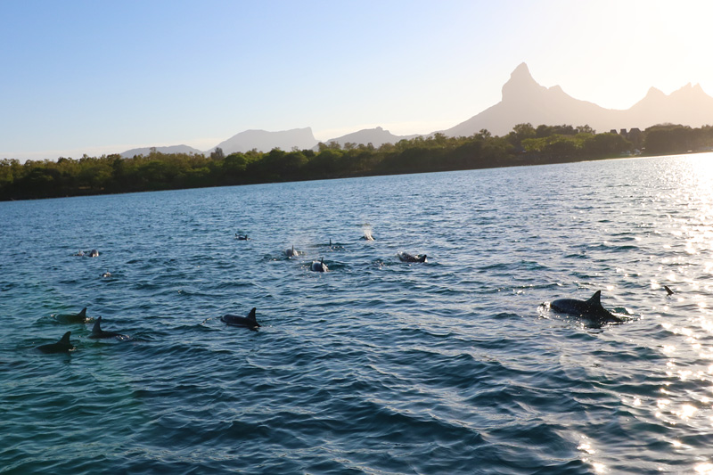 Swimming with wild dolphins