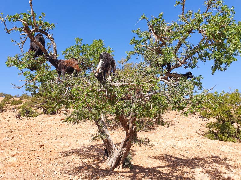 Tree Climbing goats