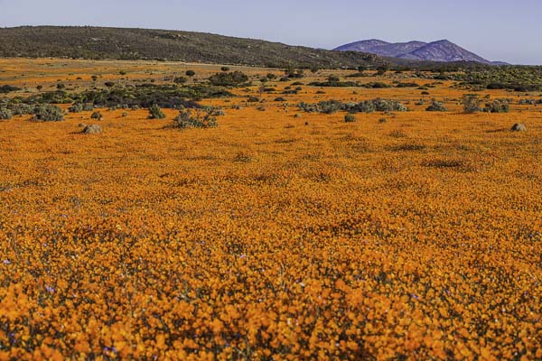 Wildflowers of Namaqualand NP