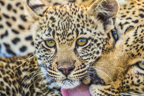 Leopards Galore