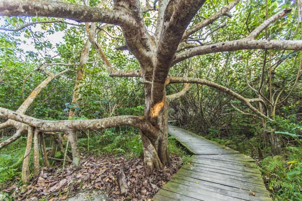 Kosi Bay Nature Reserve