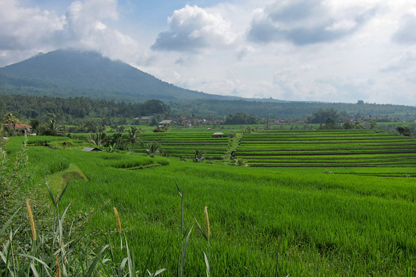 Rice fields of Jatiluwih