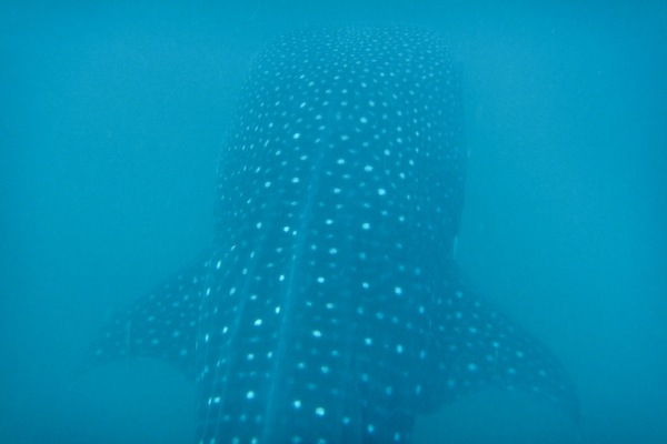 Snorkelling with Whale Sharks