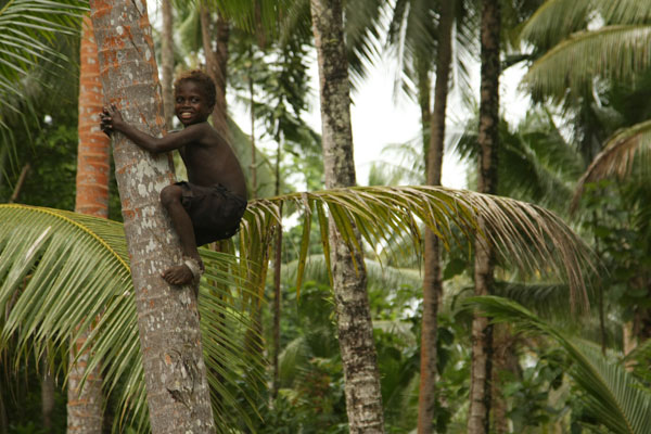 climbing coconut palm