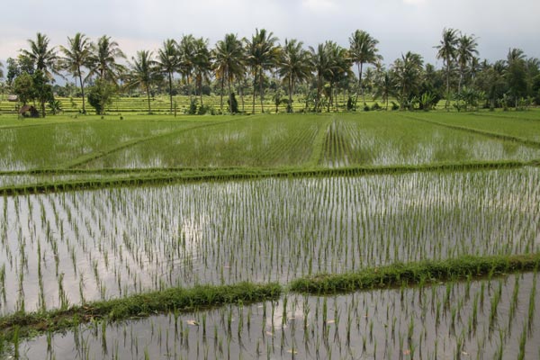 rice paddy fields