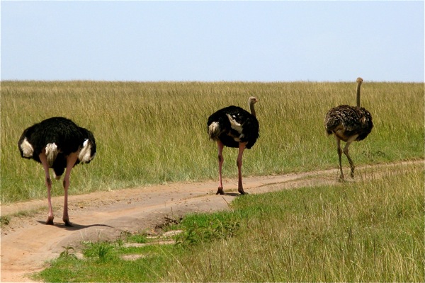 Masai Mara