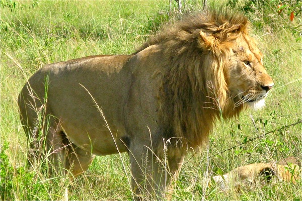 Masai Mara