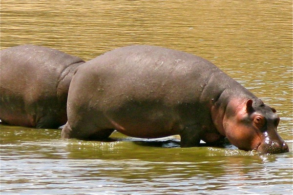 Masai Mara