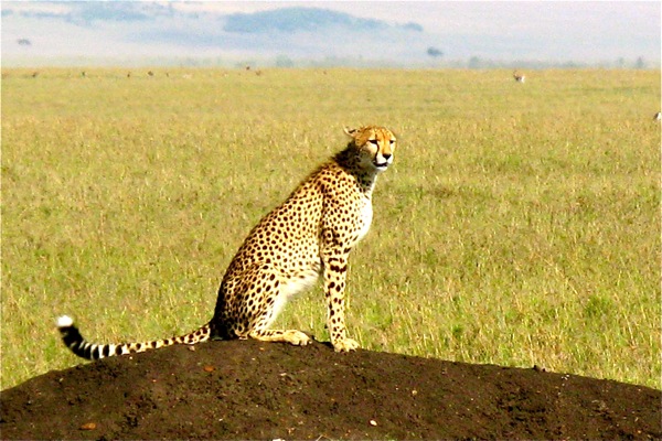 Masai Mara