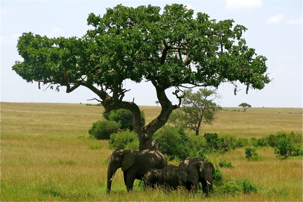 Masai Mara