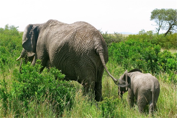 Masai Mara