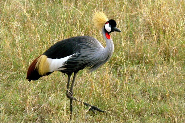 Masai Mara