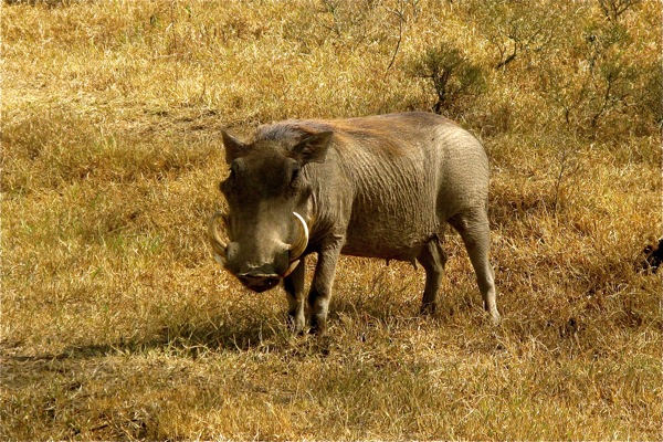 Masai Mara