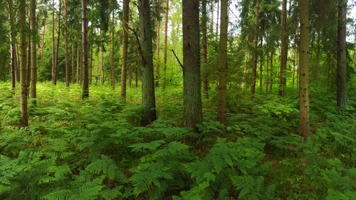 Rügen