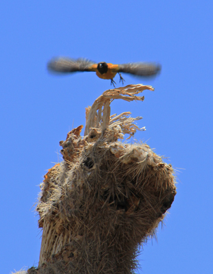 Bird on cactus