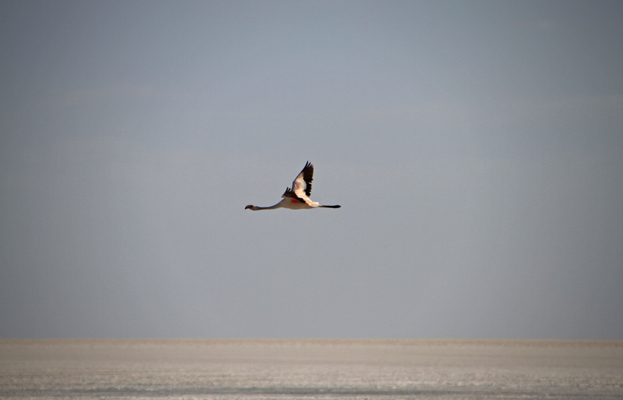 Flamingo in Salar de Uyuni