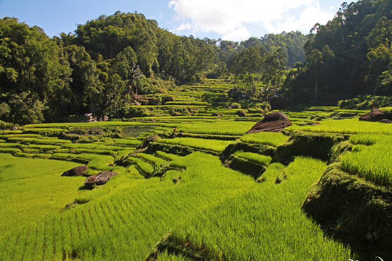 Tana Toraja