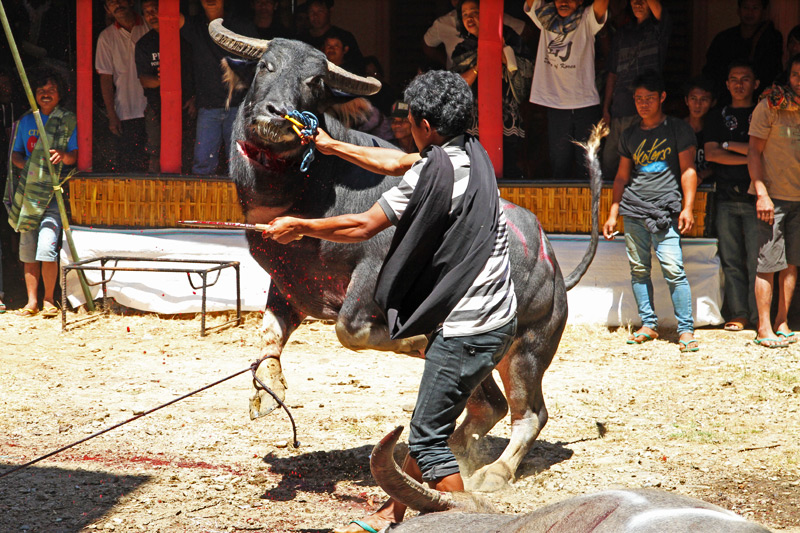 Tana Toraja