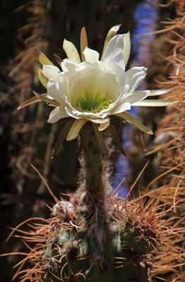 Cactus flower